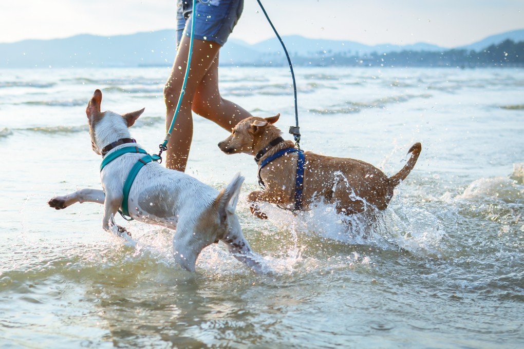 Fancy a run on a beach with the dogs? You can have it all. Photo: Shutterstock