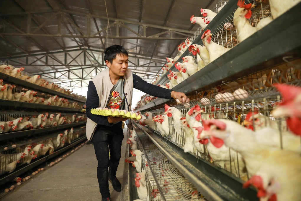 Agricultural companies in China hit hard by the swine fever epidemic are diversifying into raising chickens and ducks to ride out the crisis. Photo: AFP