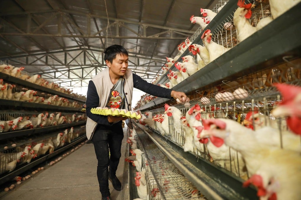 Agricultural companies in China hit hard by the swine fever epidemic are diversifying into raising chickens and ducks to ride out the crisis. Photo: AFP