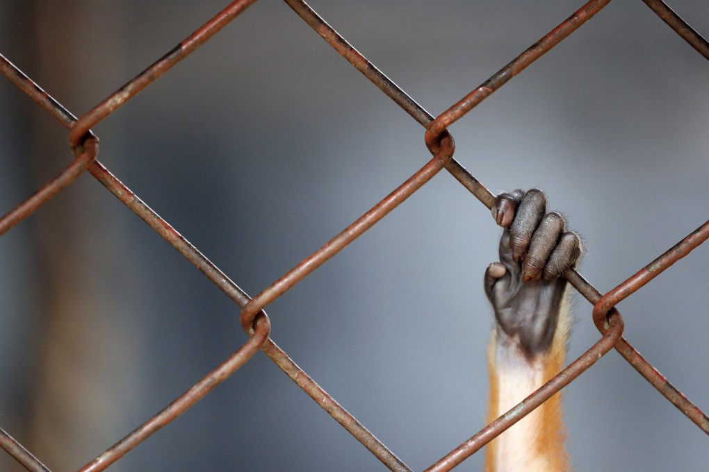 A Red-shanked Douc Langur cub holds a cage at Dusit Zoo in Bangkok, Thailand. Photo: EPA-EFE