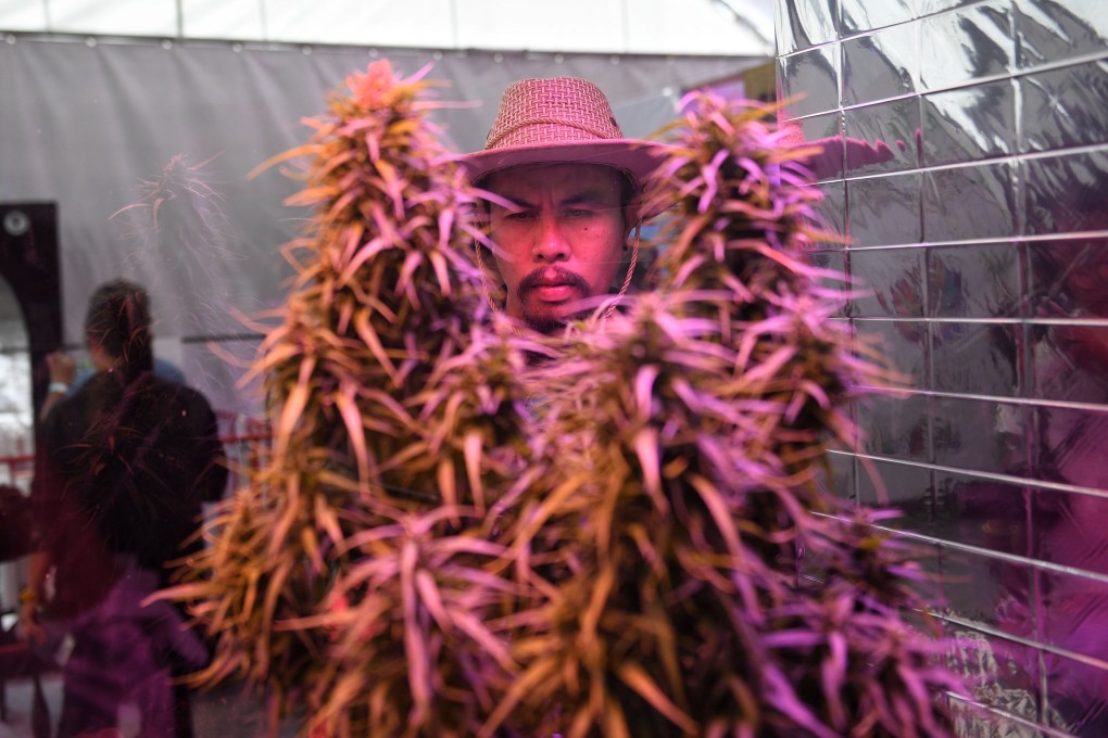 A man looks at a cannabis plant on display during the first day of the inaugural Pan Ram weed festival in the northeastern Thai province of Buriram in April. Photo: AFP