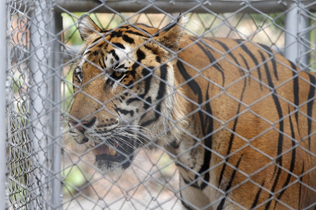One of the 147 confiscated tigers removed from the controversial Tiger Temple in Ratchaburi province, Thailand. Photo: EPA