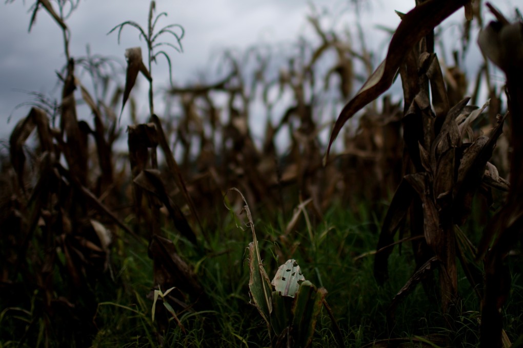 Corn crops hit by armyworm in Yunnan province, southwestern China. REUTERS/Aly Song/File Photo: Reuters