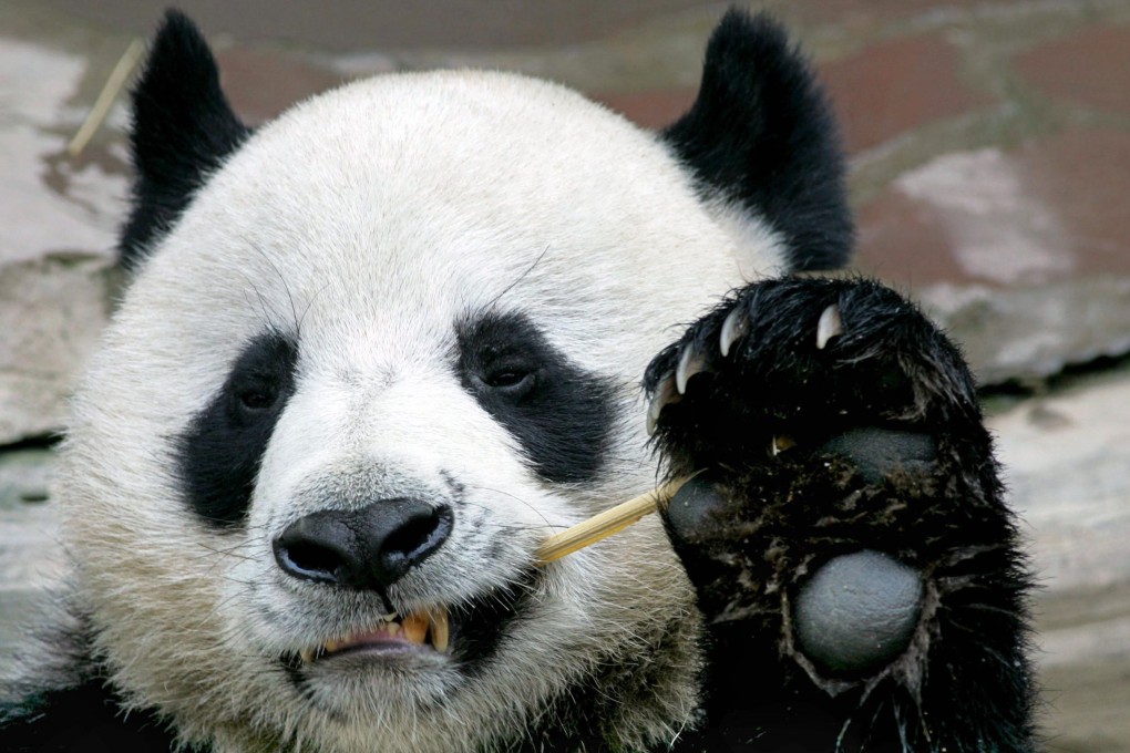 Chuang Chuang was the star of his own 24-hour TV channel in Thailand for a few years. Photo: AFP