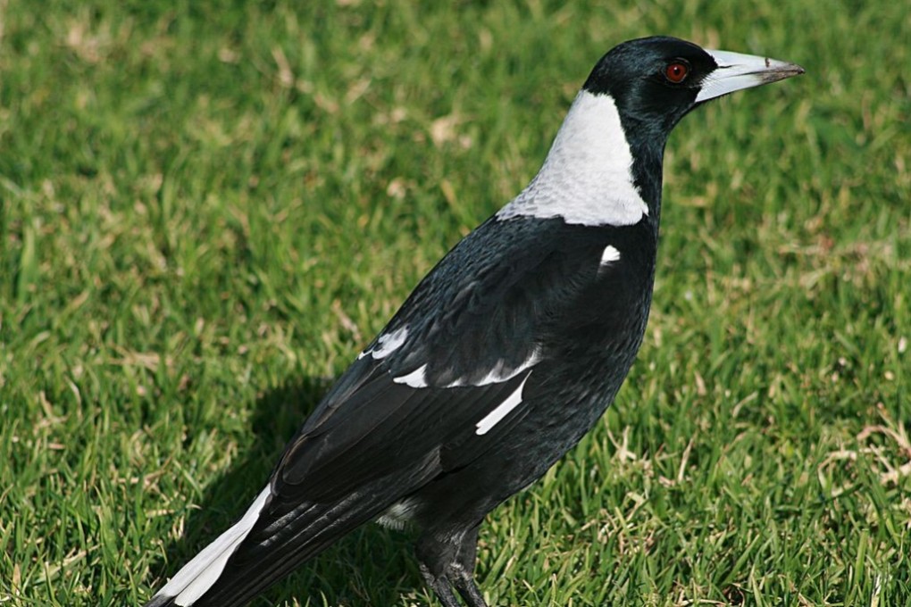 Magpies commonly swoop down in Australia, harassing people from August to October during their mating season. Photo: Wikimedia Commons