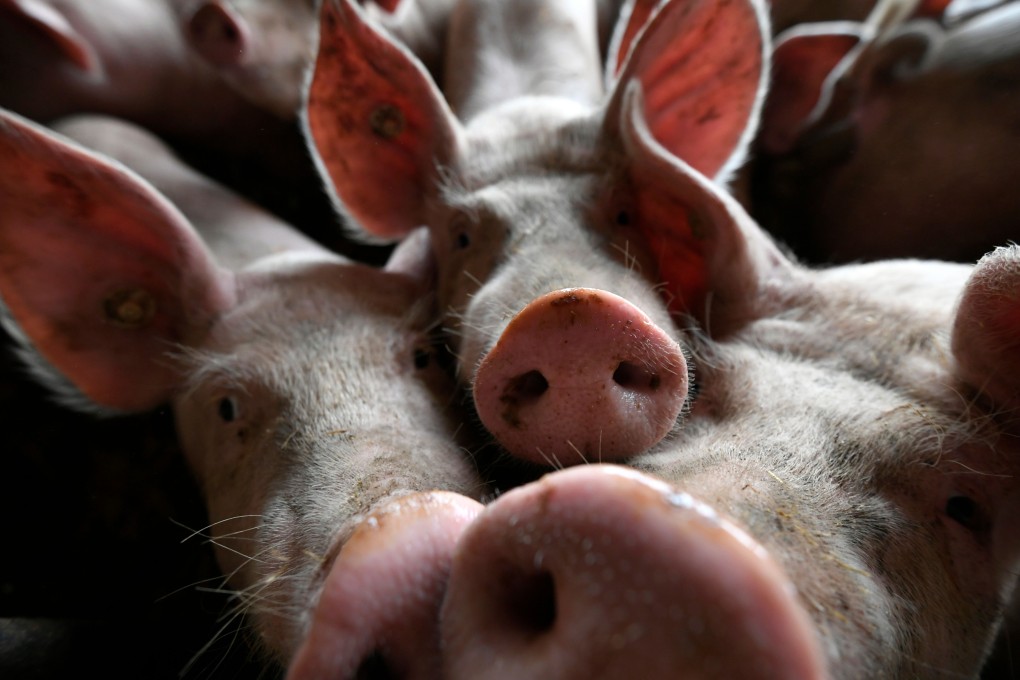 The Philippines produces almost 2.3 million metric tonnes of pork. Photo: AFP