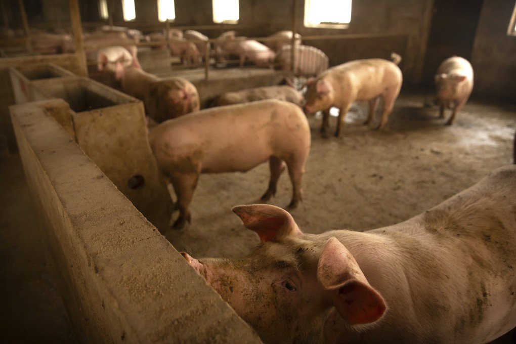 Pigs stand in a barn at a farm in Panggezhuang village in northern China's Hebei province in May. Pork prices have spiked after shortages caused by an outbreak of African swine fever. Photo: AP