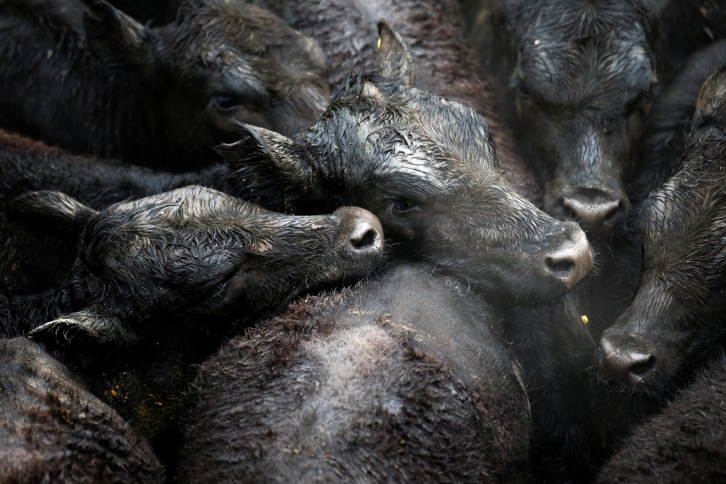 Cattle producers in Argentina with an eye on the Chinese market are eager for Beijing’s approval for their meat processing plants. Photo: Reuters