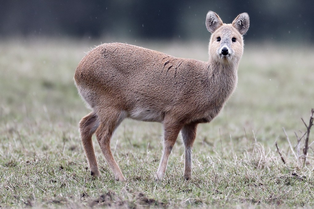 A Chinese water deer in Bedfordshire, England. The species of small deer has become an unlikely focus of the campaign against trophy hunting in the UK. Photo: Shutterstock
