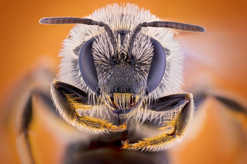 Swarms of bees have caused flight delays for passenger jets.