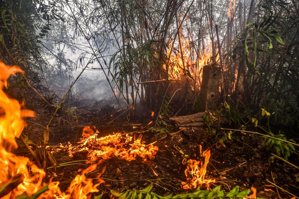 A forest fire in Pekanbaru, Riau province. Photo: AFP