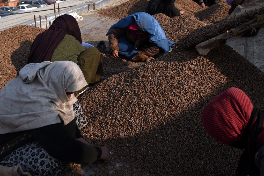 Afghan women work on a Kabul rooftop preparing pine nuts in this 2014 file photo. Photo: AFP