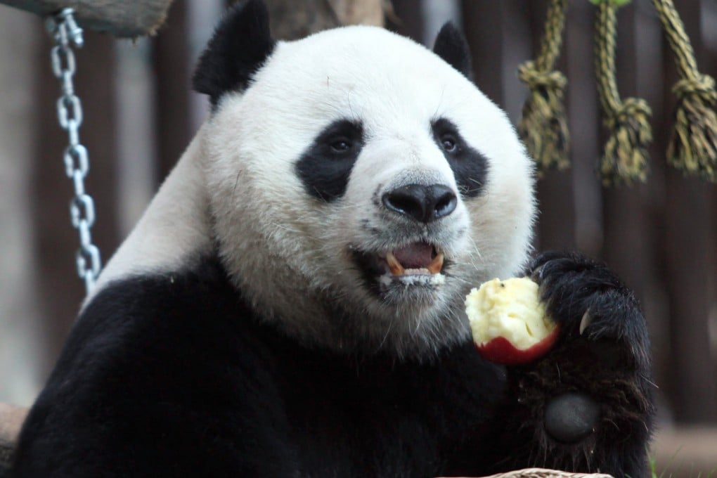 Chuang Chuang was on loan from China at the Chiang Mai Zoo. Photo: EPA-EFE