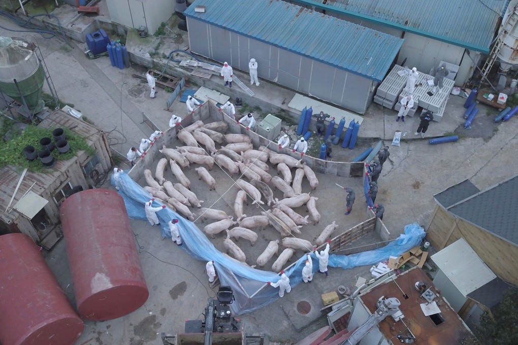 China has banned South Korean pig imports after Seoul reported an outbreak of African swine fever. Photo: AFP