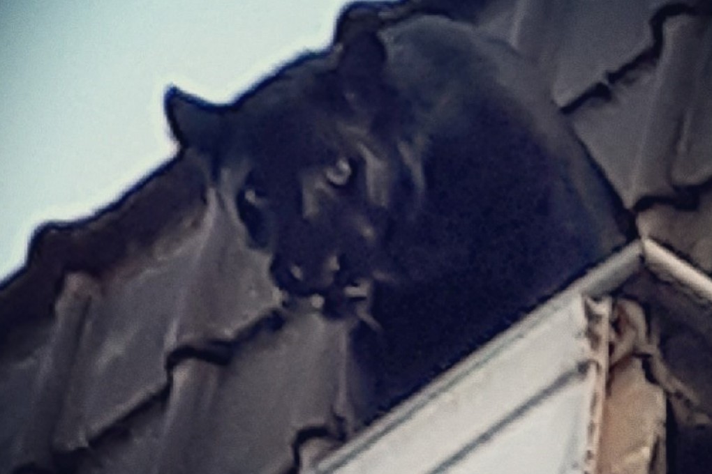 The panther looks down from a building’s guttering. Photo: AFP