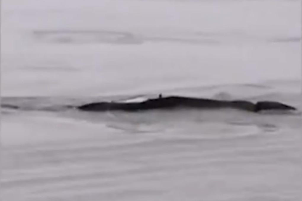 A screen grab from the video of a black object in the Yangtze River that spawned theories about China's own Loch Ness monster. Photo: The Paper via Twitter