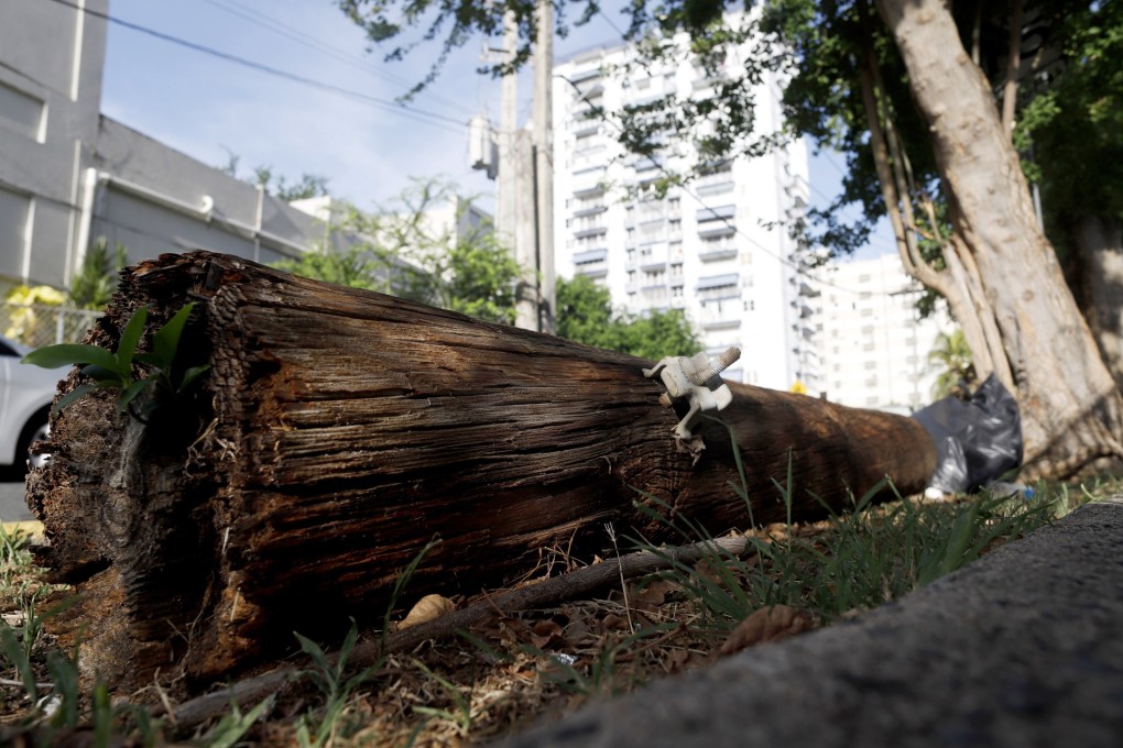 A tree knocked down by hurricane Maria in San Juan, Puerto Rico on September 18. Photo: EPA-EFE