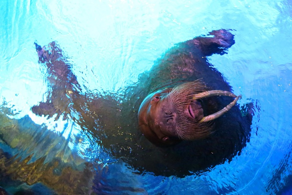 Miru, a female walrus at the Ocean Park in Hong Kong. Photo: Handout