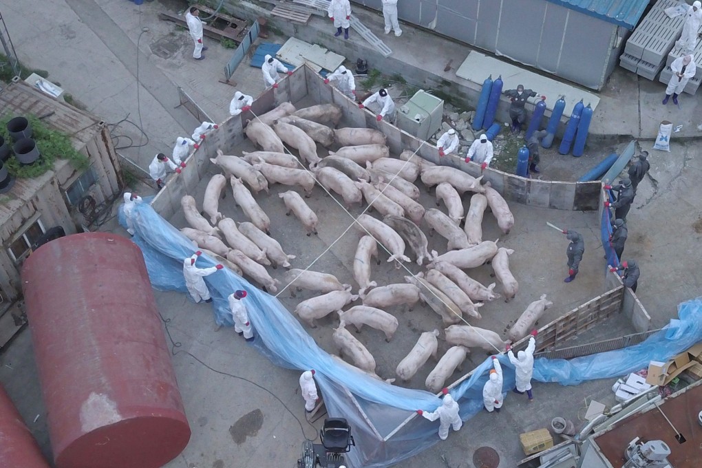 Workers wearing protective suits and driving pigs to be killed at a farm in Paju. Photo: AFP