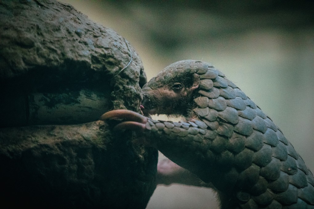 Wildlife experts estimate that nine out of 10 illegally trafficked pangolins are not detected by authorities. Photo: The Reporter
