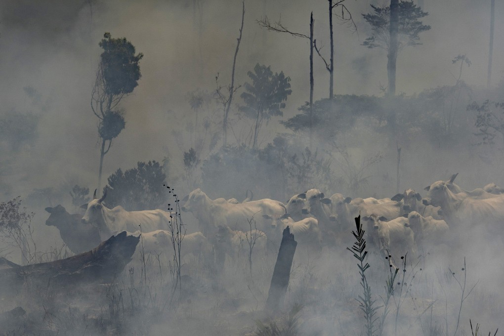 Cattle standing in the midst of smoke from Amazon fires in early September. Hong Kong consumers, with their huge appetite for Brazilian beef, are a significant driver of such fires used for land clearing. Photo: AP