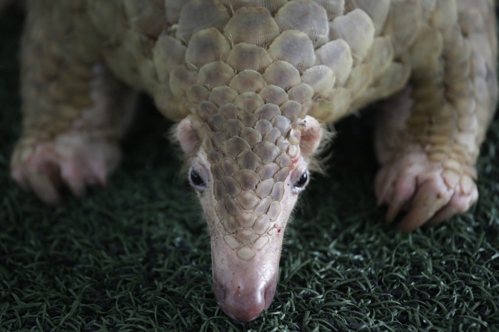 A pangolin in Bangkok, Thailand. Photo: AP