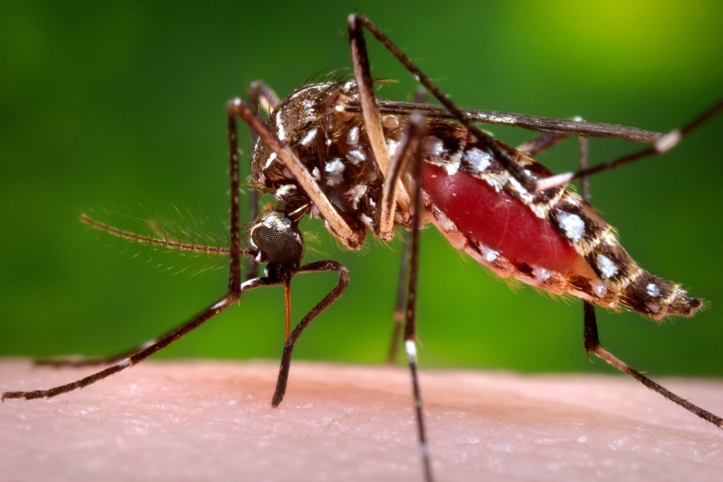 A female Aedes aegypti mosquito sucks blood from a human host. Scientists say there are 110 trillion mosquitoes on Earth, or 14,000 for each one of us. Photo: Handout via AP