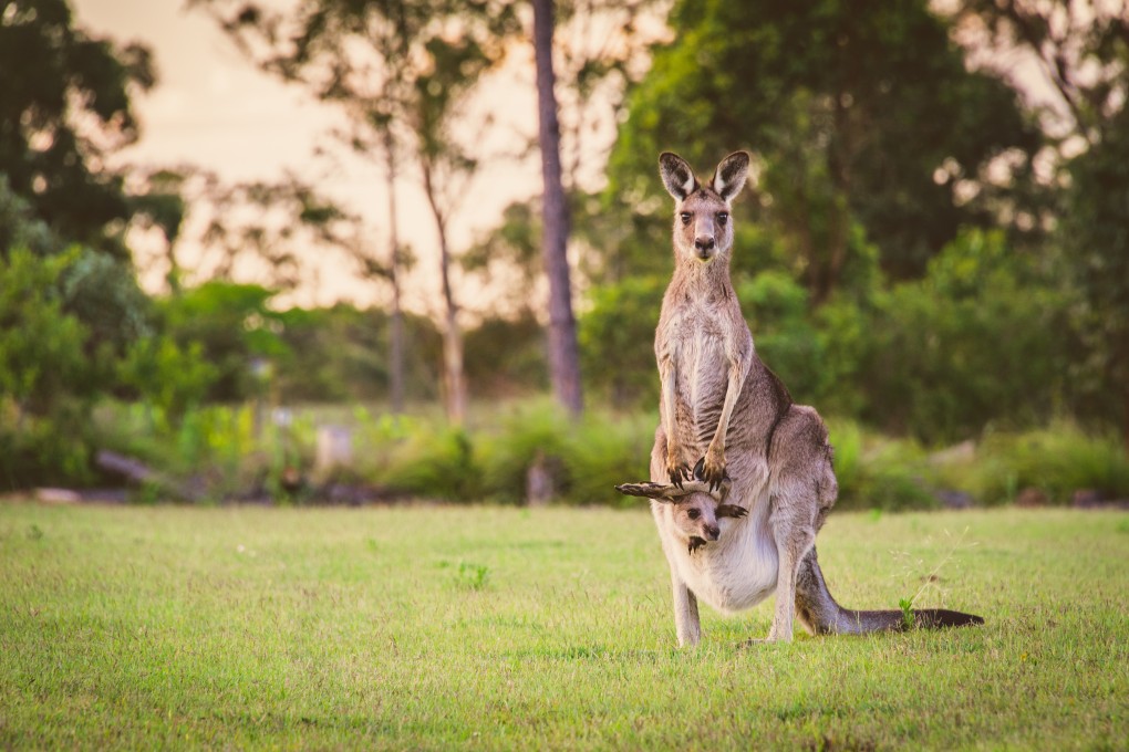 Eastern kangaroos in the wild. Photo: Shutterstock