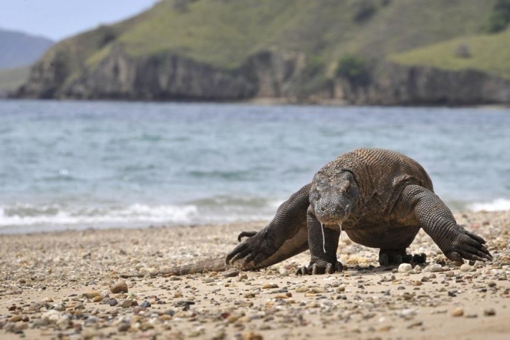 A Komodo dragon pictured in Indonesia in 2010. Photo: AFP