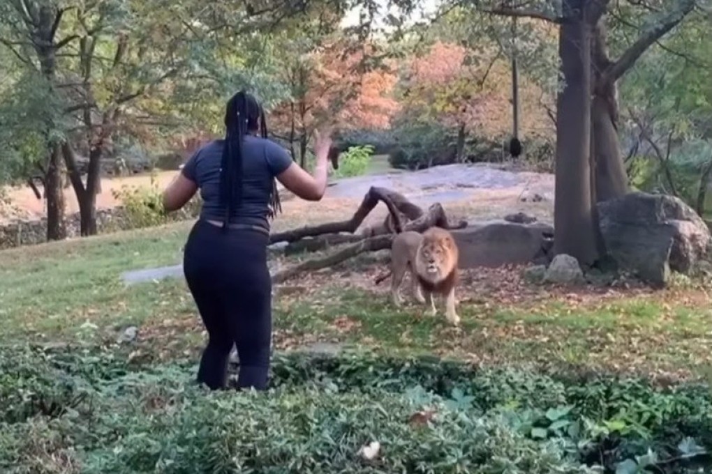 A screen grab from a video showing a woman inside the lion enclosure at the Bronx Zoo. Photo: Real Sobrino via Instagram