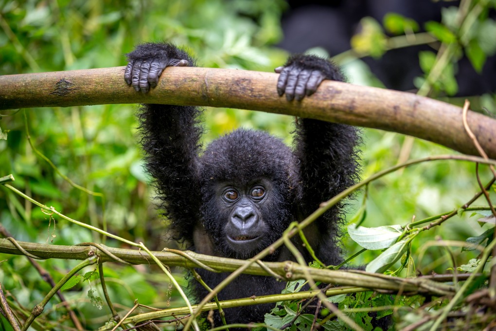 Virunga National Park in the Democratic Republic of the Congo is on Unesco’s List of World Heritage in Danger because of threats posed to its beloved biodiversity. Photo: Shutterstock