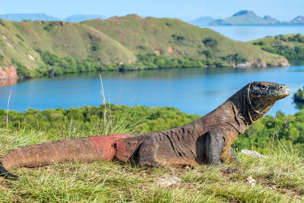 The Indonesian government has decided that Komodo National Park’s reptilian residents face no threat of decline, so the destination will not be closing. Photo: Shutterstock