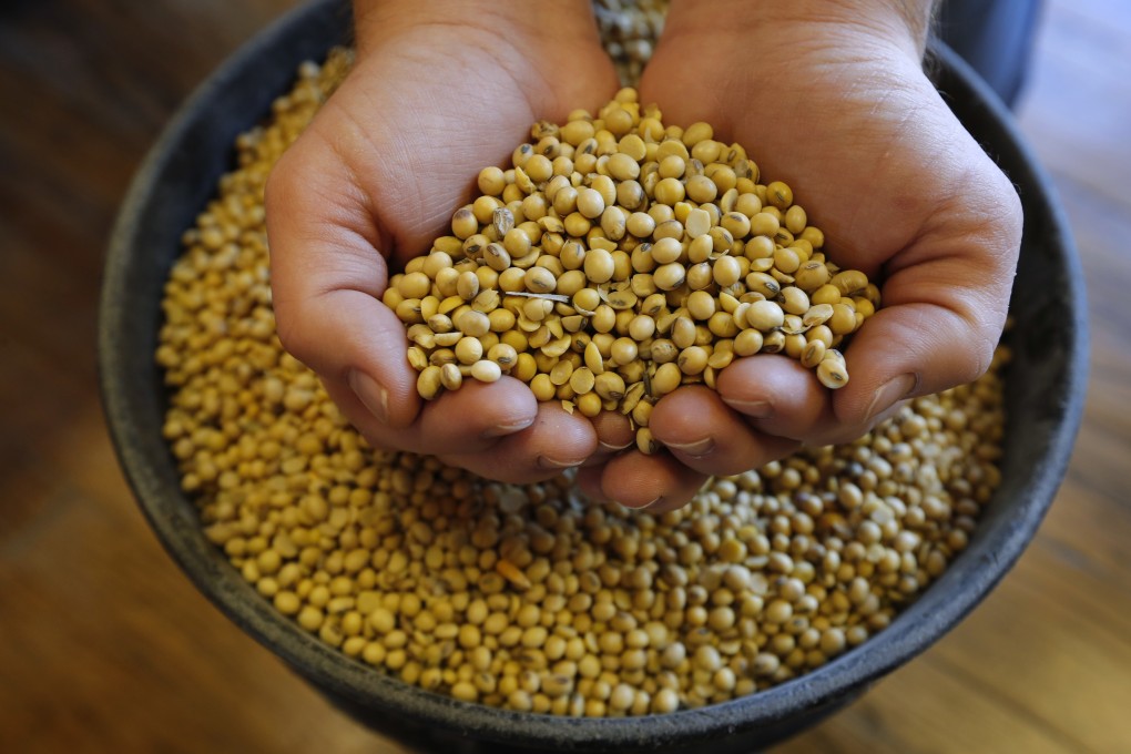 Soybeans have provided a running theme of the US-China trade war. Photo: AP