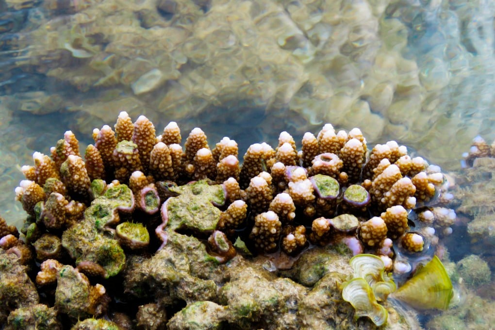 Corals growing on a reef off southern India. Photo: courtesy of Suganthi Devadason Marine Research Institute