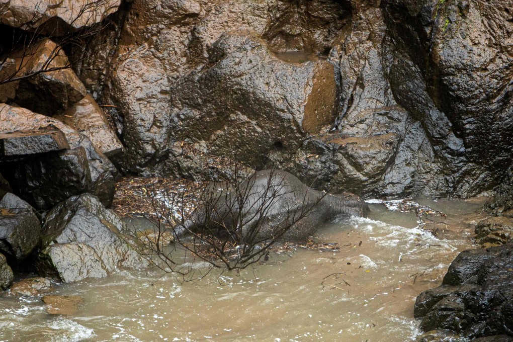 A dead elephant at the bottom of a waterfall after it fell to its death at Khao Yai National Park in central Thailand. Photo: AFP