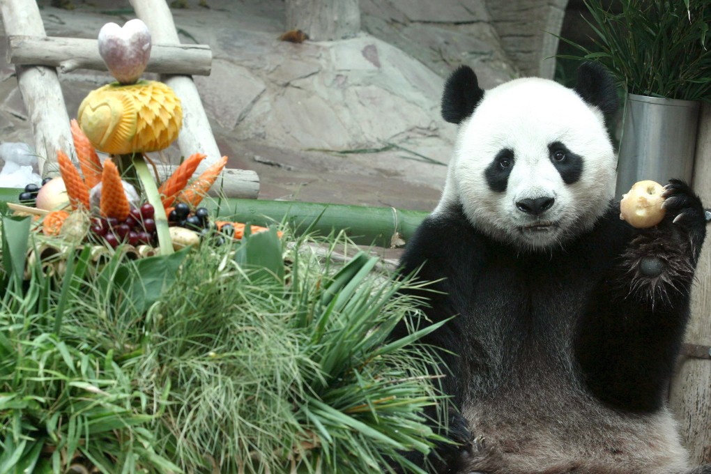 Chuang Chuang died suddenly in September. Photo: EPA-EFE