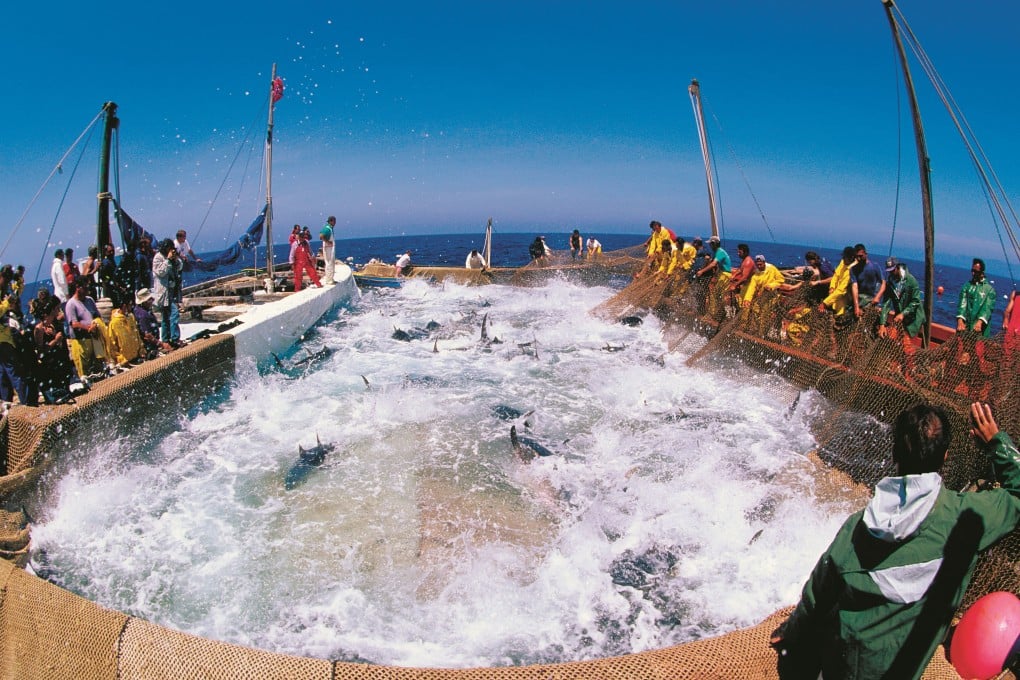 Fishermen raise nets full of bluefin tuna ready for slaughter at San Pietro in Sardinia, Italy. The tiny island is a major supplier of the fish to Japan, where it is prized by lovers of sushi and sashimi. Photo: Alamy
