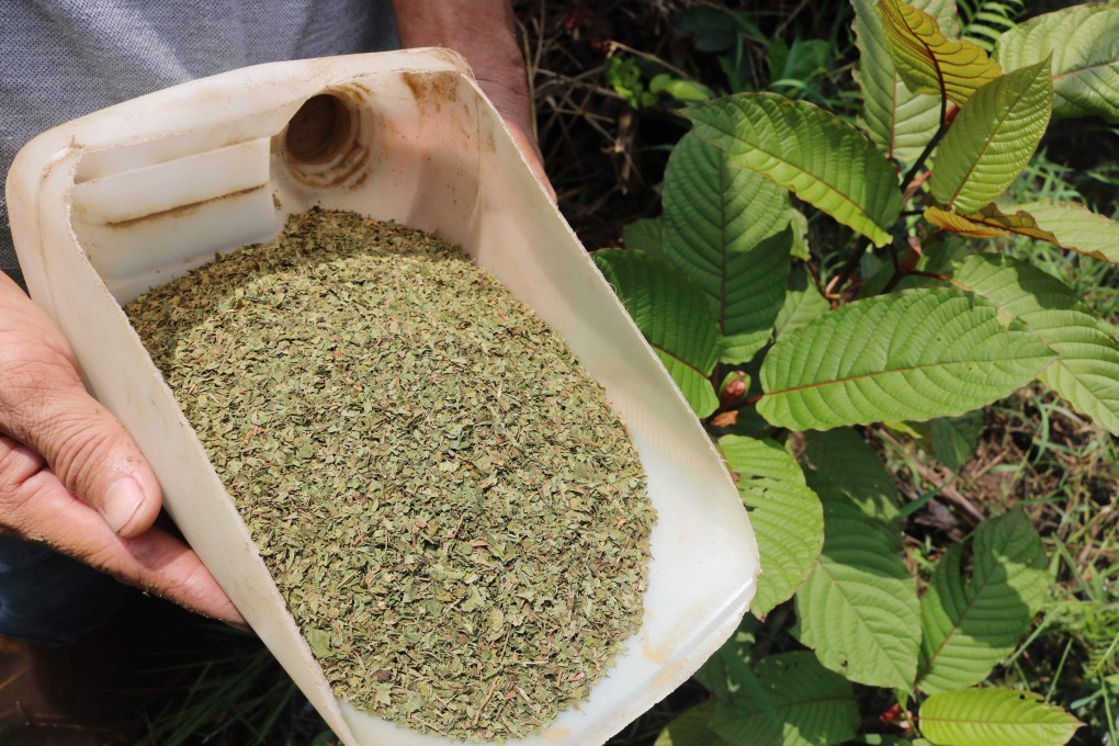 An Indonesian kratom grower displays samples of the plant before and after being processed. Photo: AFP