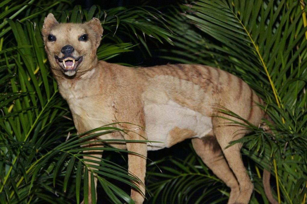 An image of a stuffed Tasmanian tiger, or thylacine. File photo: AFP