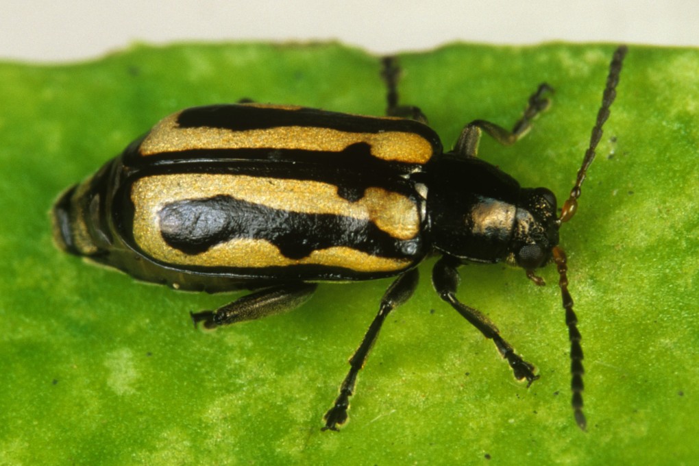 Alligator weed-eating leaf beetles were brought to China in the early 1990s and are now bred in greenhouses. Photo: Alamy
