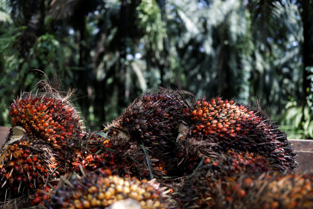 Harvested palm oil fruits are seen on a plantation. Photo: Reuters
