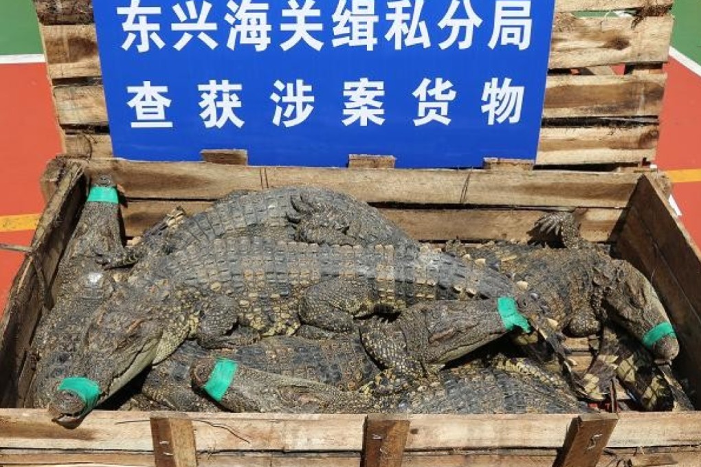 The crocodiles were found packed inside 158 wooden boxes. Photo: Weibo