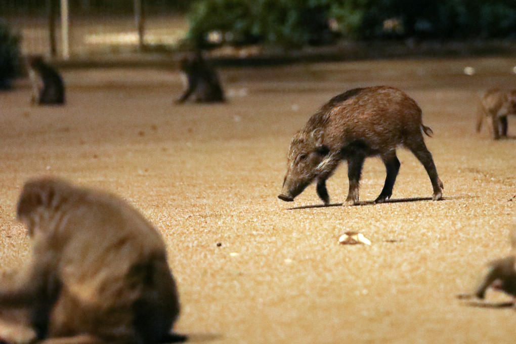 Wild boars and wild monkeys at Kam Shan Country Park in Sha Tin. New bins designs hope to stop the animals from rummaging for garbage. Photo: Felix Wong
