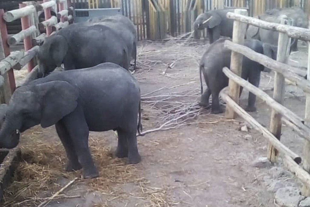 Young elephants being held in a fenced area in the Hwange Game Reserve in Zimbabwe on October 18. Photo: HSI/Africa via AP