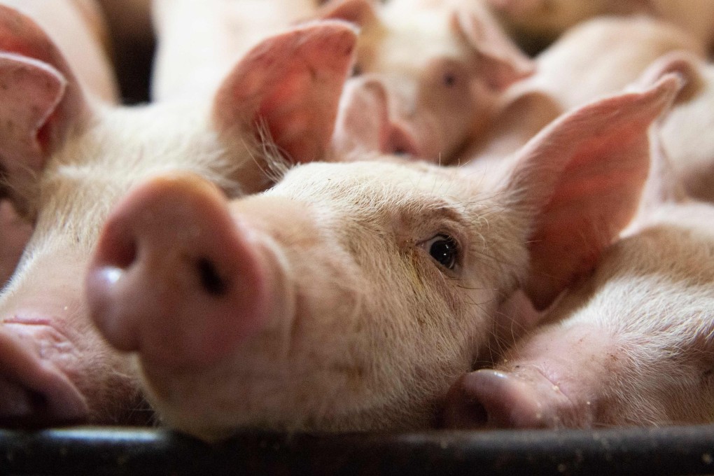 A pressing reason China may be a prime market for the alternative meat products would also seem to lie in the African swine fever outbreak that, since last year, has decimated the nation’s pork stocks. Photo: AFP