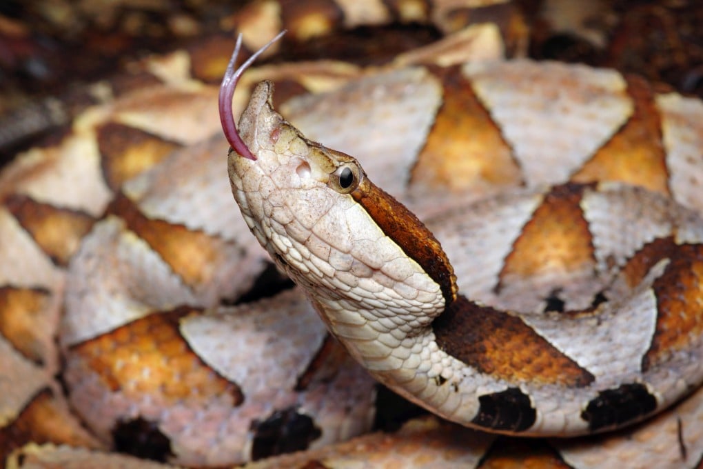 Doctors said the bite from the “five-step snake” is less deadly than commonly feared. Photo: Alamy