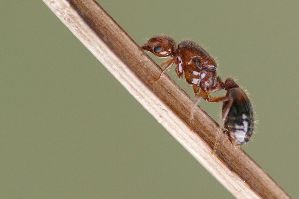 A queen red fire ant. Photo: Hong Kong Agriculture, Fisheries and Conservation Department