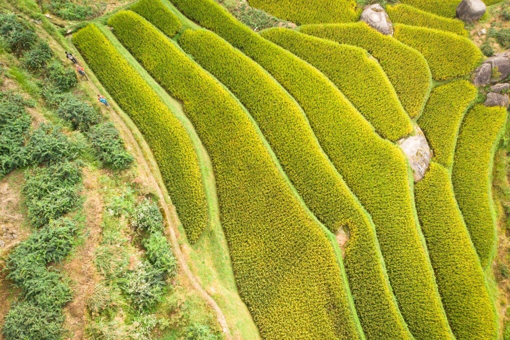 Hikers walk along rice terraces in the Xuefeng Mountains, in Hunan province, in China. Photo: Tessa Chan