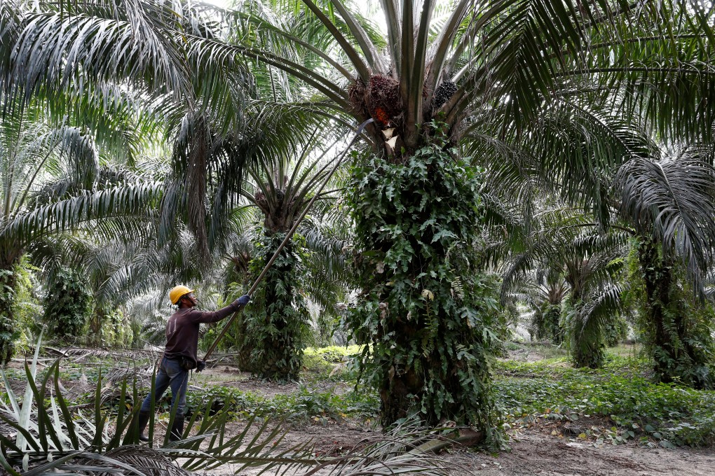 A worker collects palm oil fruits at a plantation in Bahau, Negeri Sembilan, Malaysia. Companies still need low-skilled foreigners to fill such jobs. Photo: Reuters