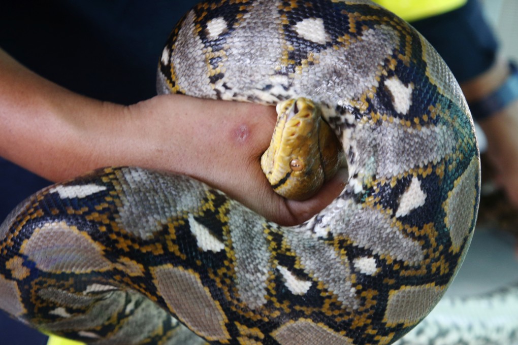 A file image of a python found in Thailand. Photo: AP